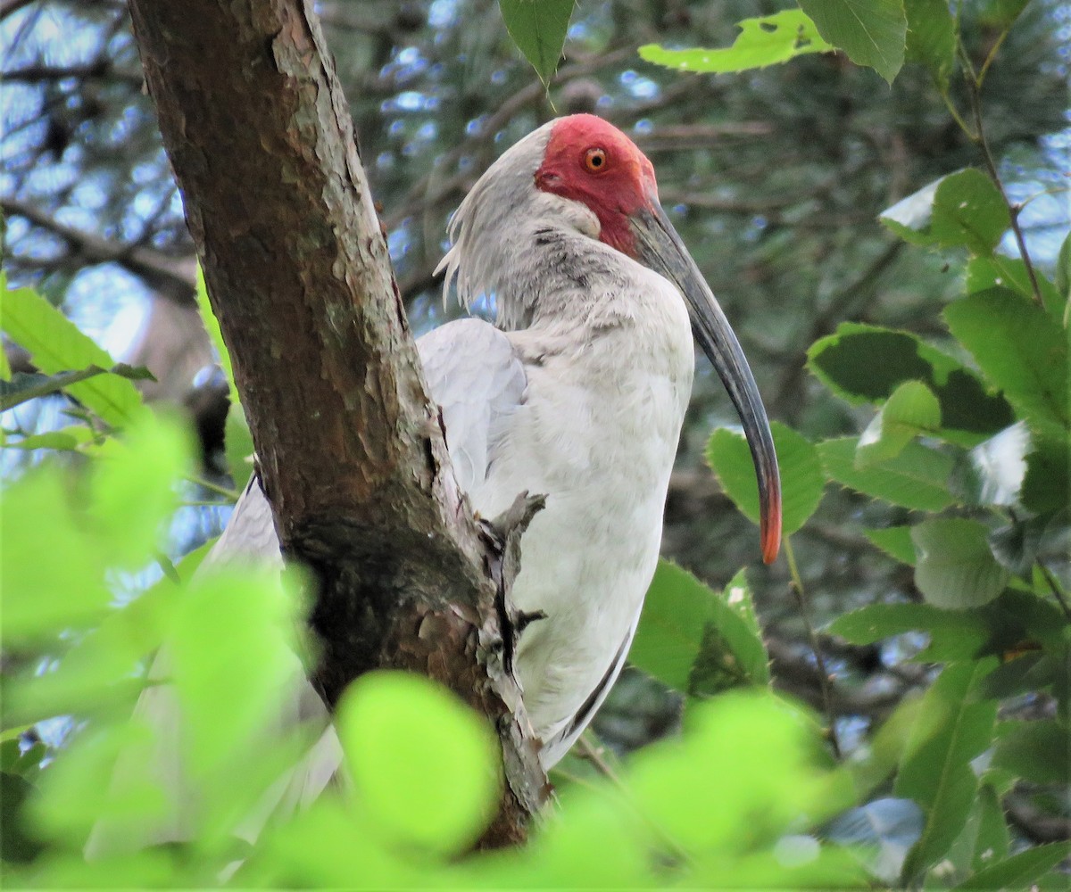 Crested Ibis - ML251595581