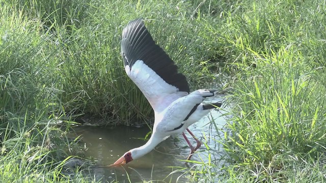 Tantale ibis - ML251601251