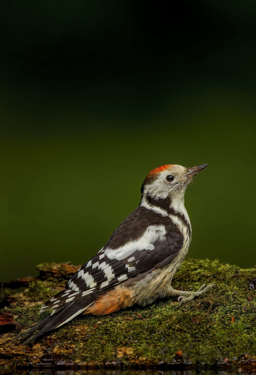 Middle Spotted Woodpecker - ML251602751