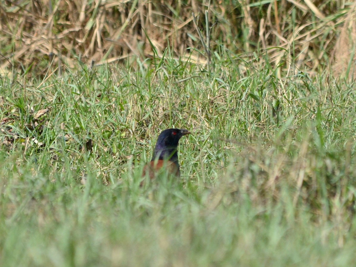 Greater Coucal - ML251603811