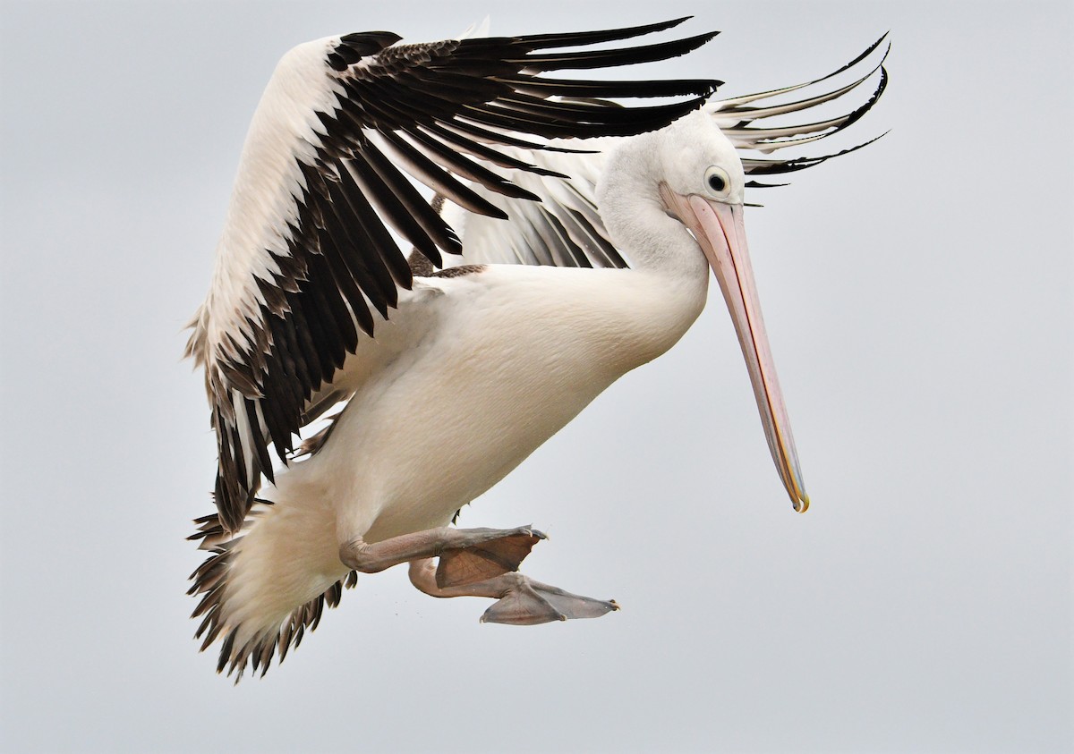 pelikán australský - ML251606091