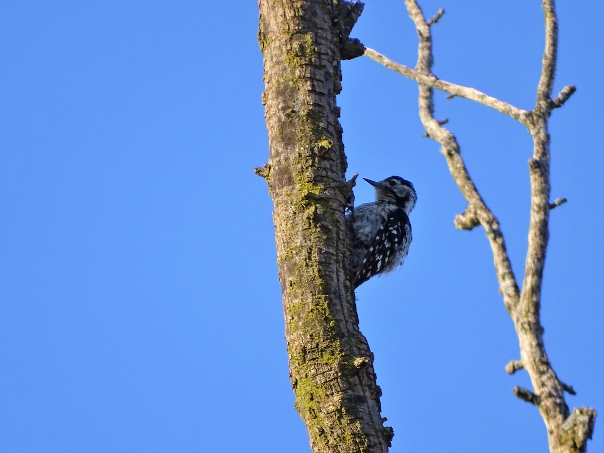 Lesser Spotted Woodpecker - Javier Nicolau