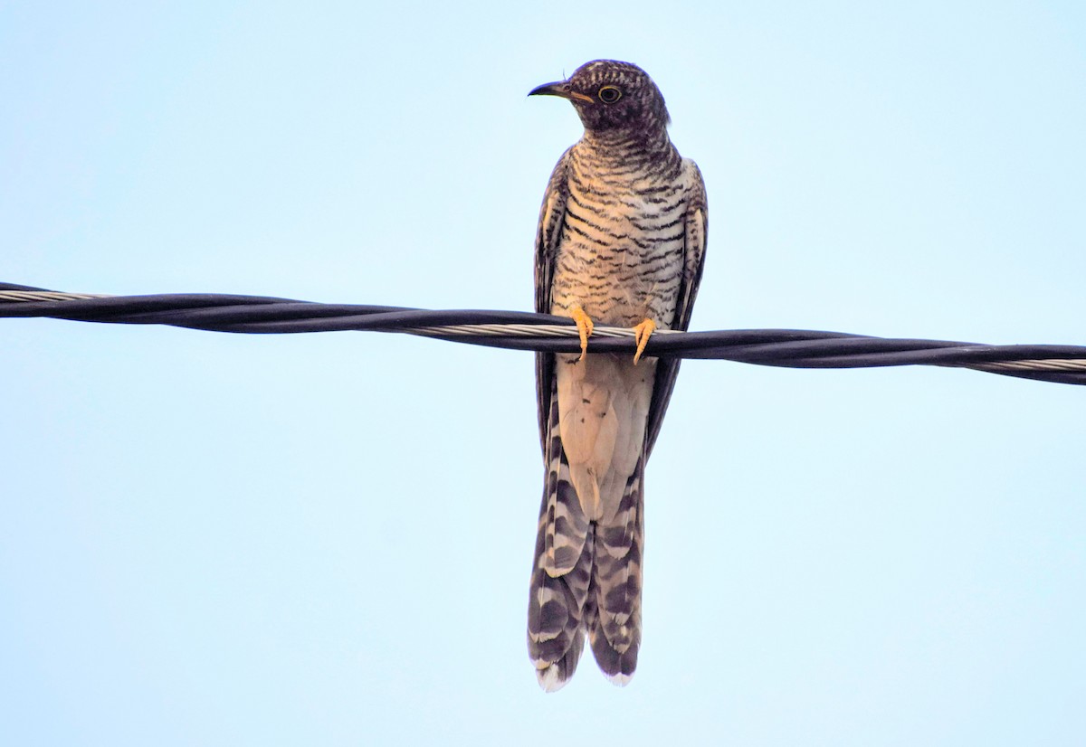 Common Cuckoo - Jageshwer verma