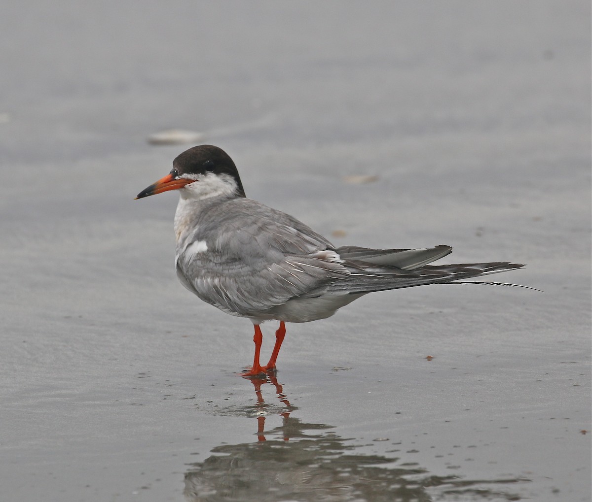 Forster's Tern - Pair of Wing-Nuts