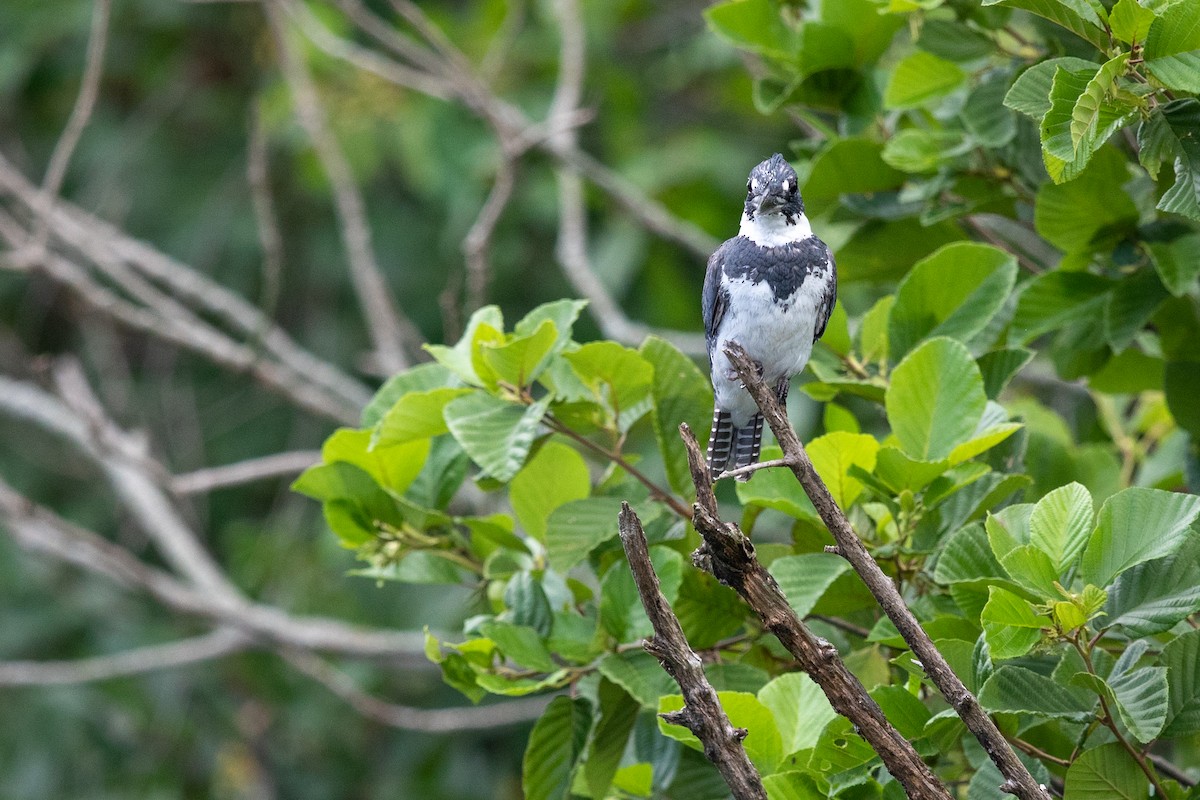 Belted Kingfisher - ML251617031