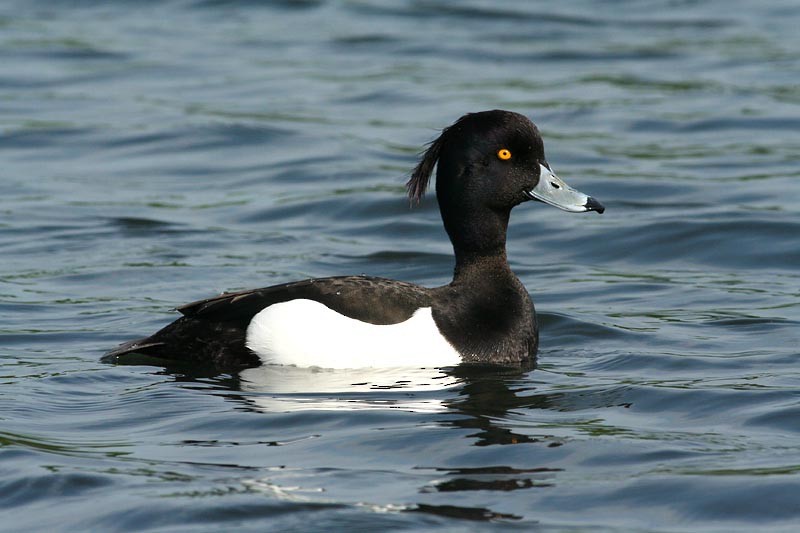Tufted Duck - ML251620931