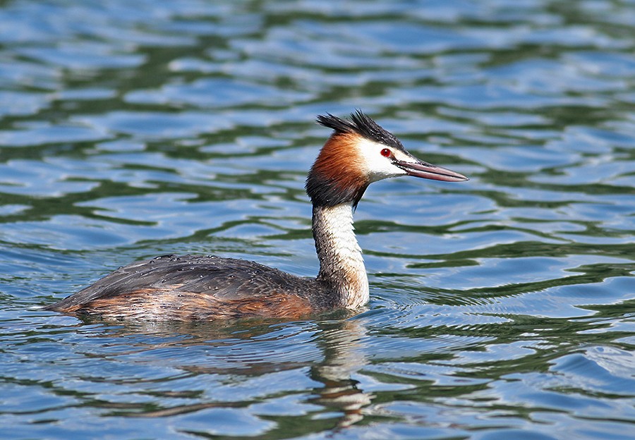 Great Crested Grebe - ML251622181