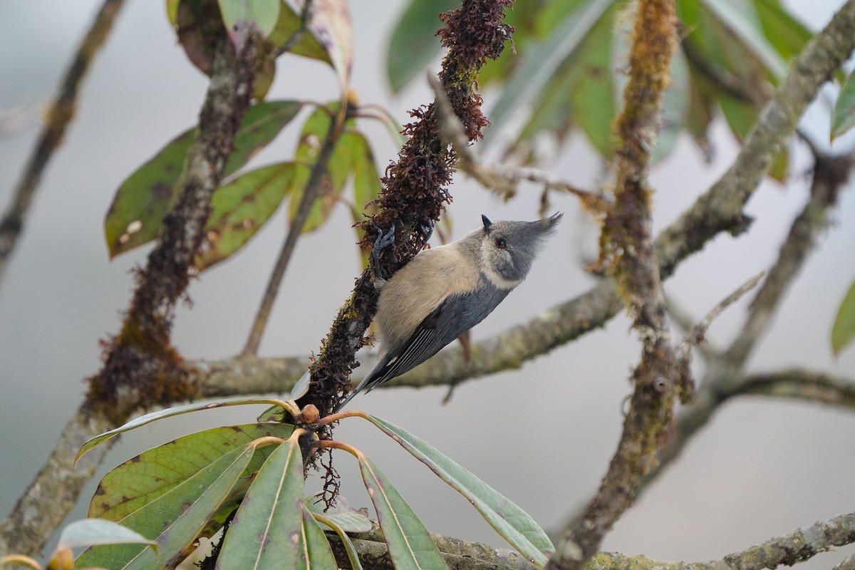Gray-crested Tit - ML251622901