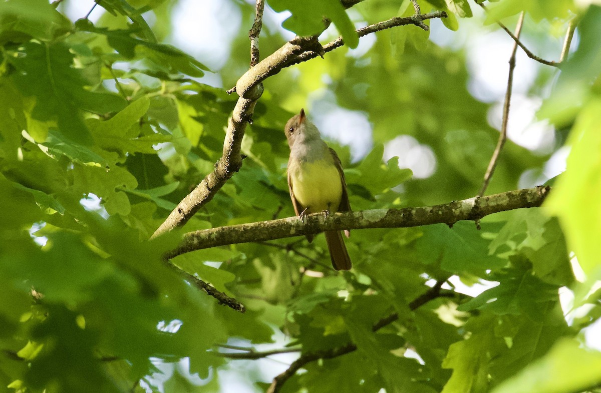 Great Crested Flycatcher - ML251626311