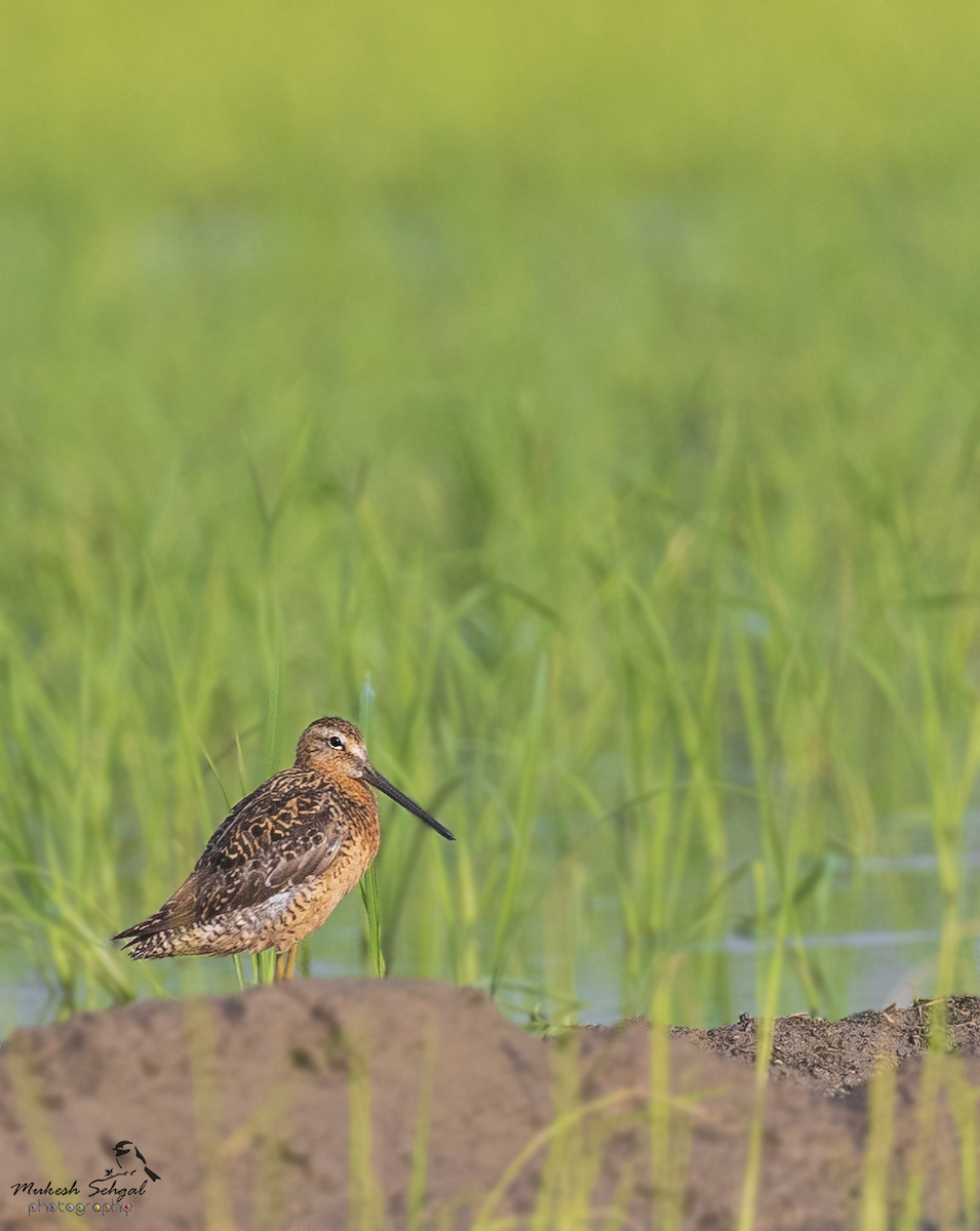 Long-billed Dowitcher - Mukesh  Sehgal