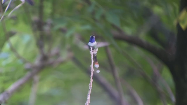 Sparkling-tailed Hummingbird - ML251627671