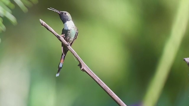 Sparkling-tailed Hummingbird - ML251628011