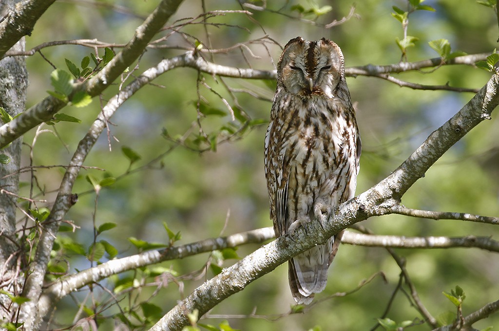 Tawny Owl - Peter Ericsson