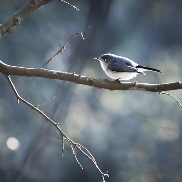 https://cdn.download.ams.birds.cornell.edu/api/v1/asset/251632131/