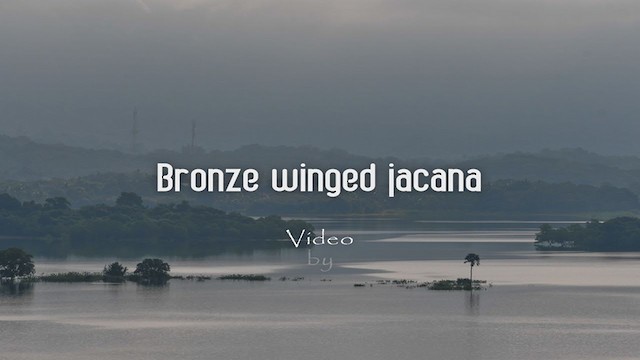 Bronze-winged Jacana - ML251632411