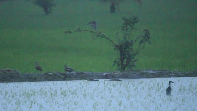 Black-crowned Night Heron - ML251633261