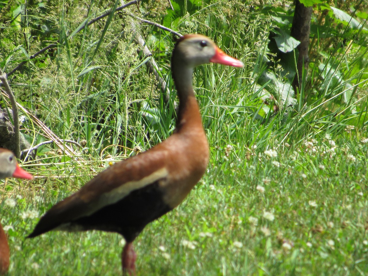 Ebird Checklist - 4 Jul 2020 - Stakeout Black-bellied Whistling-ducks 