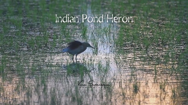 Indian Pond-Heron - ML251635701