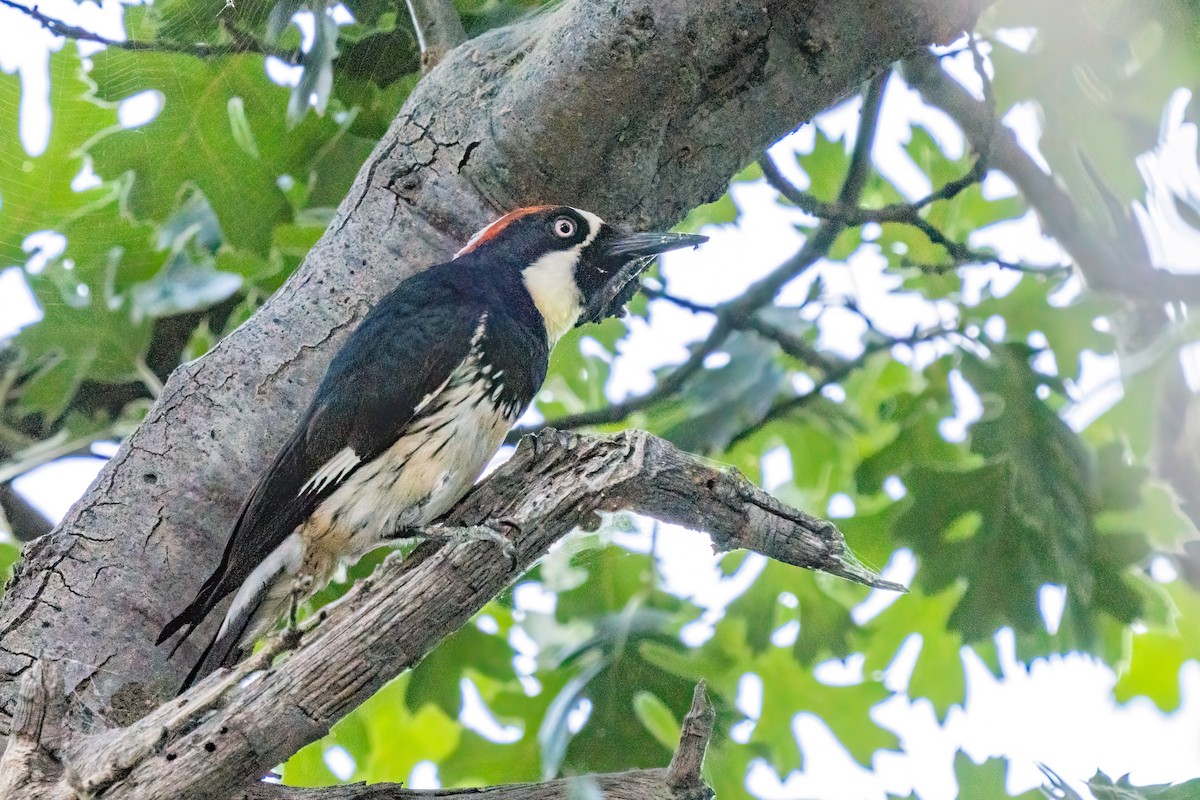 Acorn Woodpecker - ML251640331