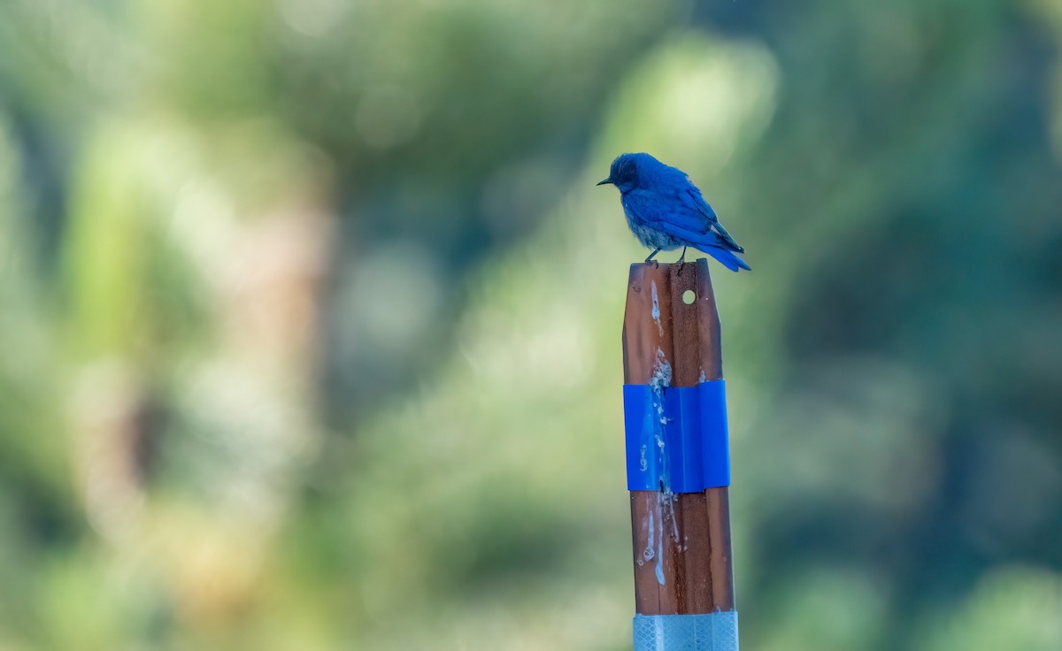 Western Bluebird - Sal Giambruno