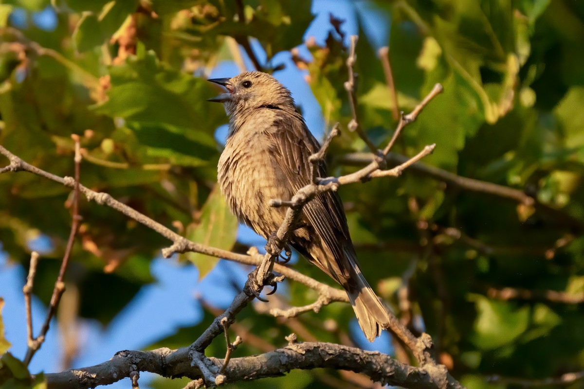 Brown-headed Cowbird - Sal Giambruno