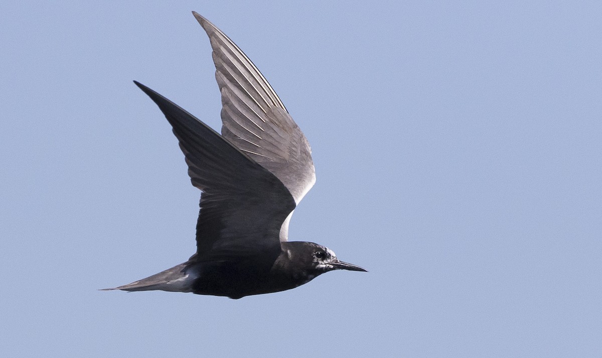 Black Tern - ML251646161