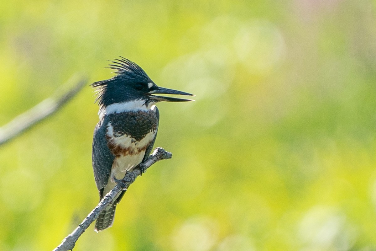 Belted Kingfisher - ML251647191