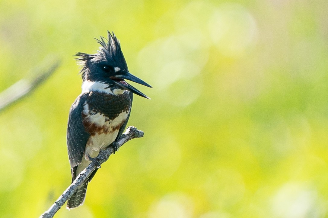 Belted Kingfisher - ML251647211