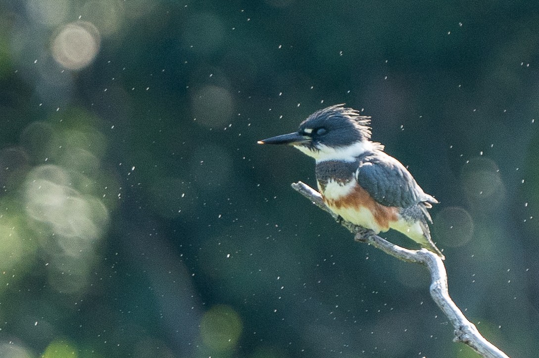 Belted Kingfisher - ML251647281