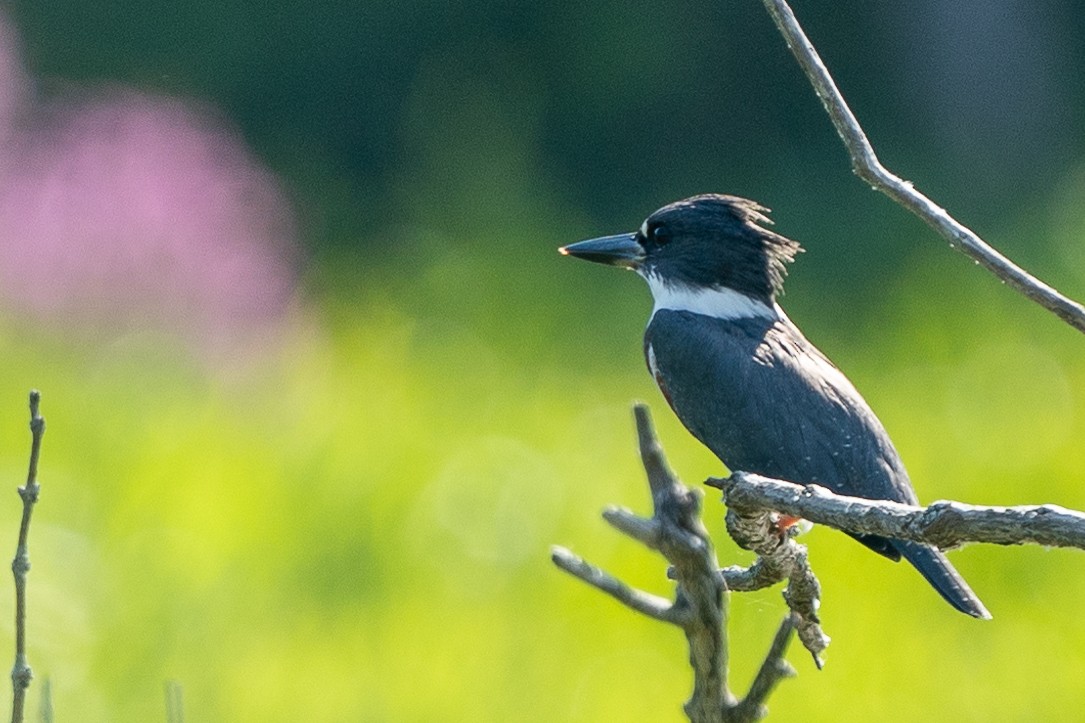 Belted Kingfisher - ML251647321