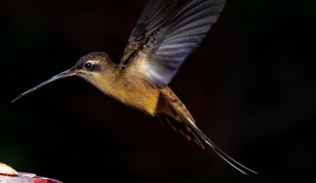 kolibřík olivohřbetý - ML251648921