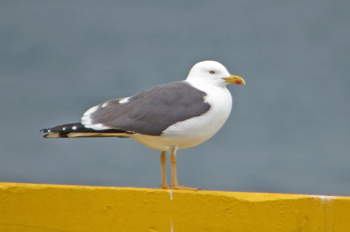 Lesser Black-backed Gull - Jean Iron