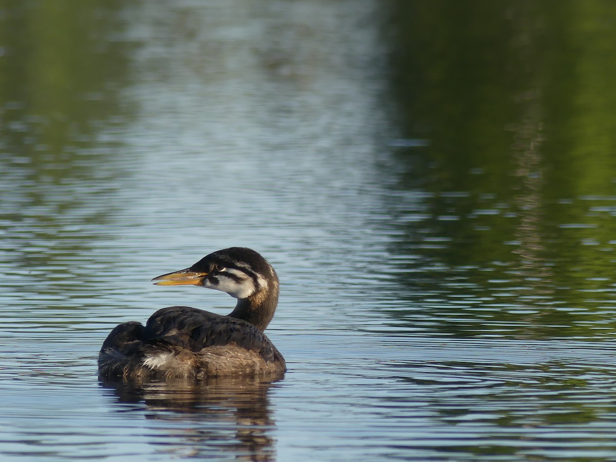 Red-necked Grebe - ML251659541