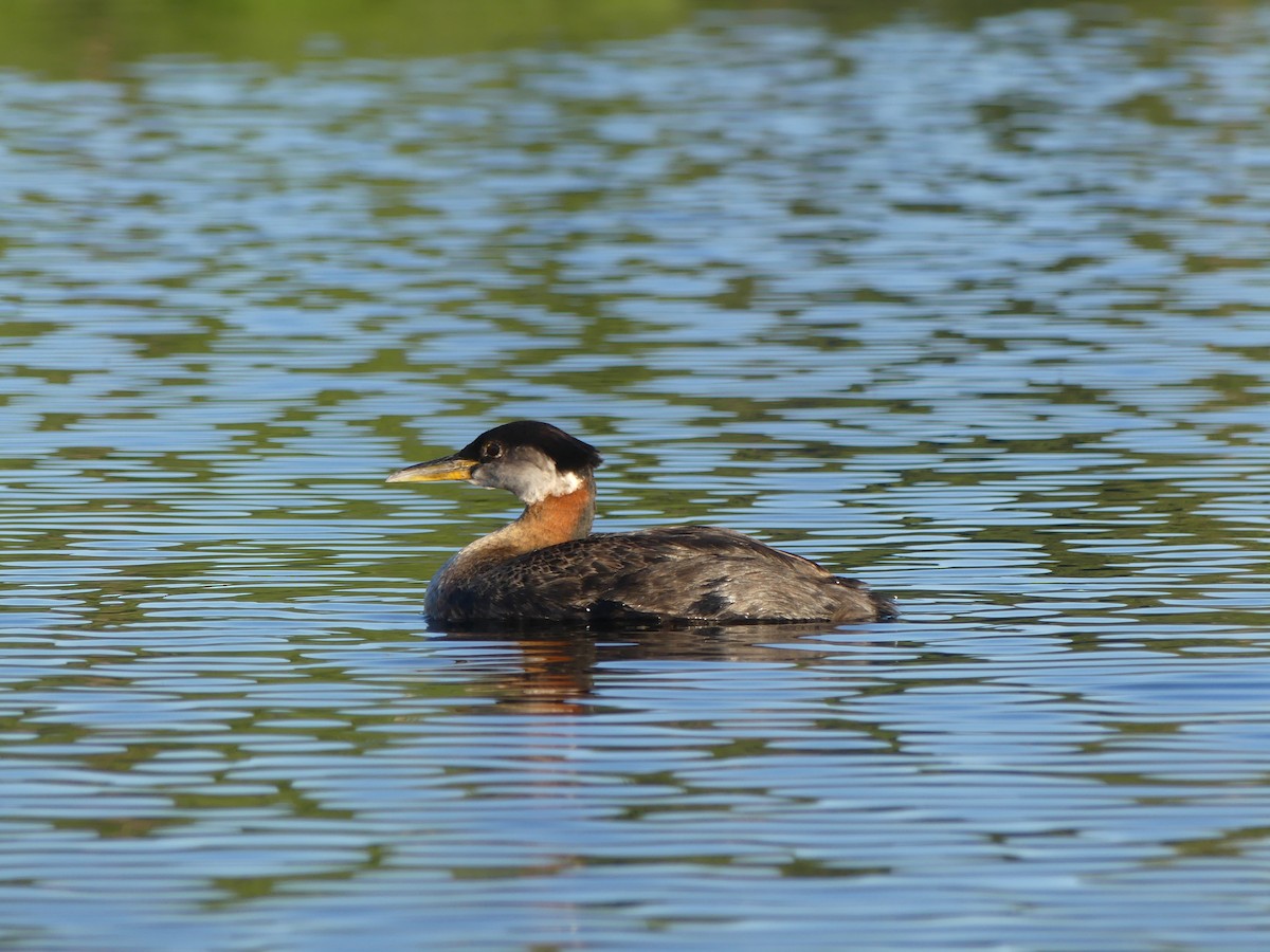 Red-necked Grebe - ML251659571