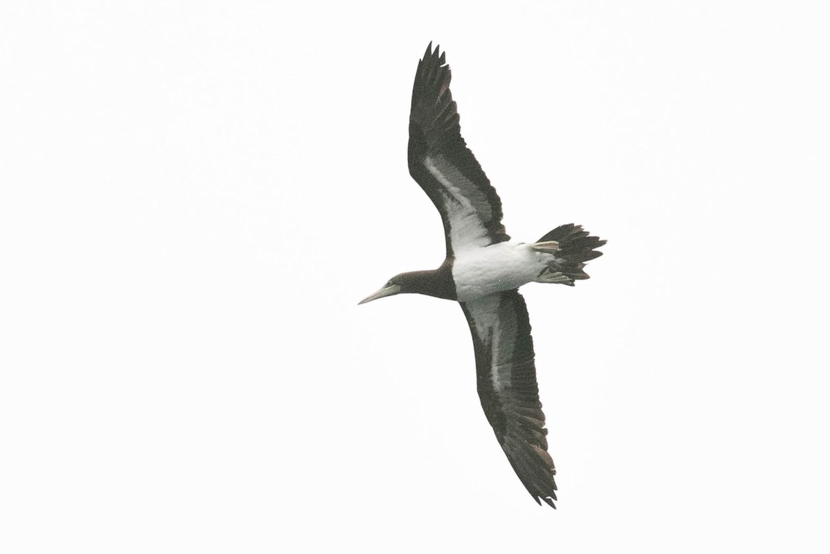 Brown Booby (Brewster's) - ML251665231