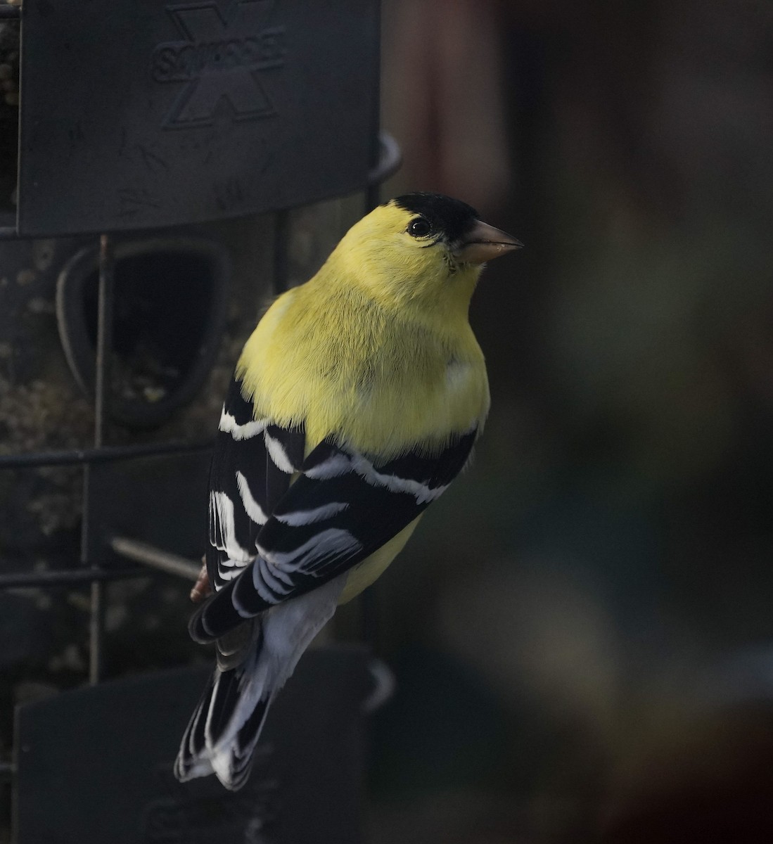American Goldfinch - Amy Swarr