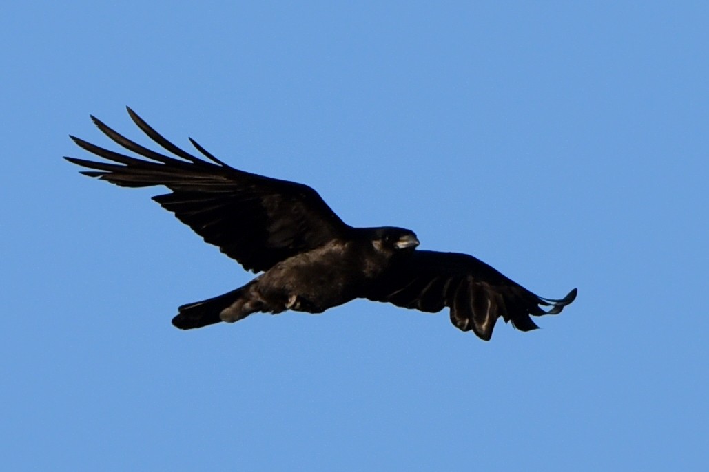 Common Raven - Maryse Neukomm