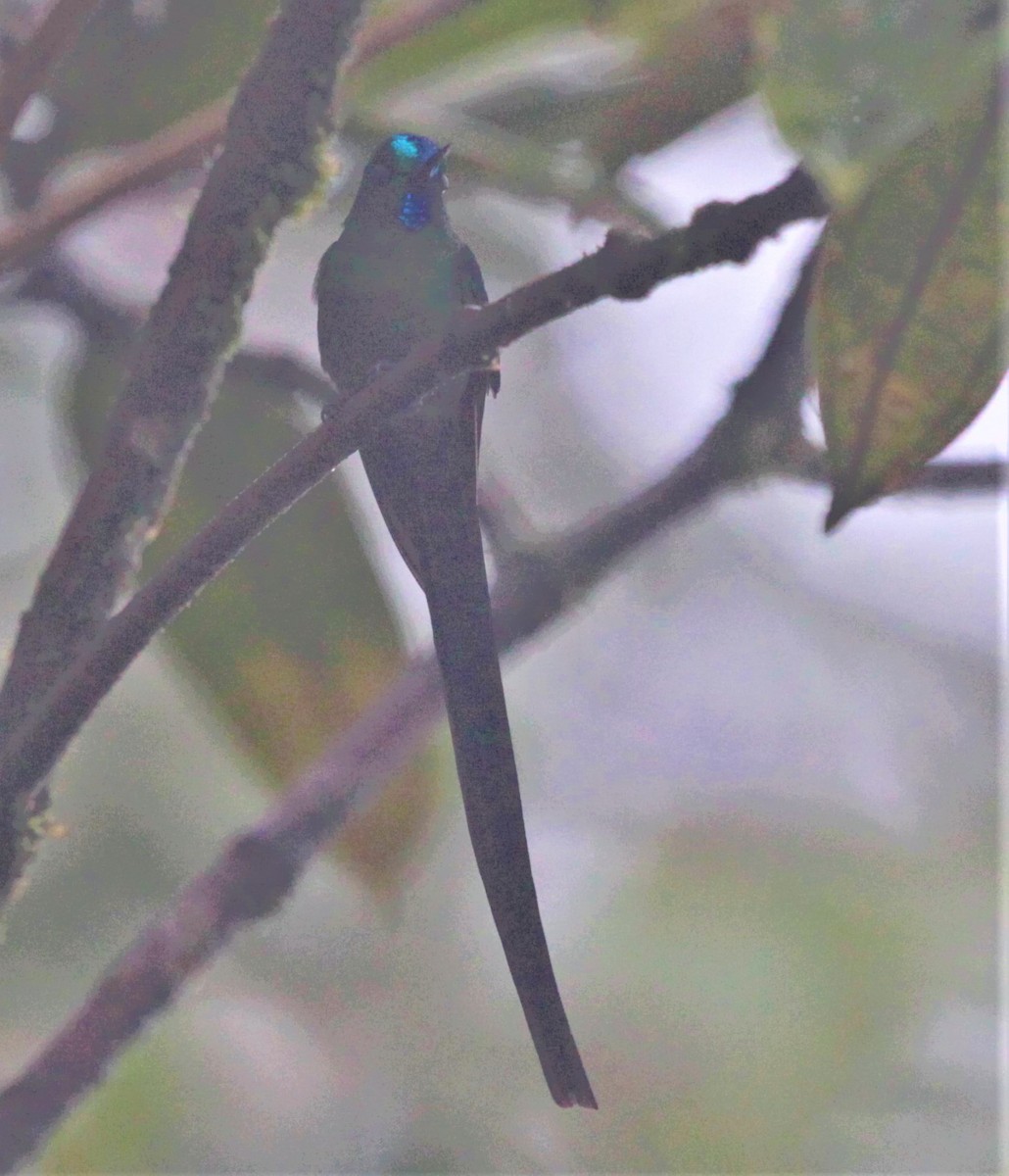 Long-tailed Sylph - ML251677421