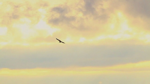 Белоголовый орлан - ML251677701