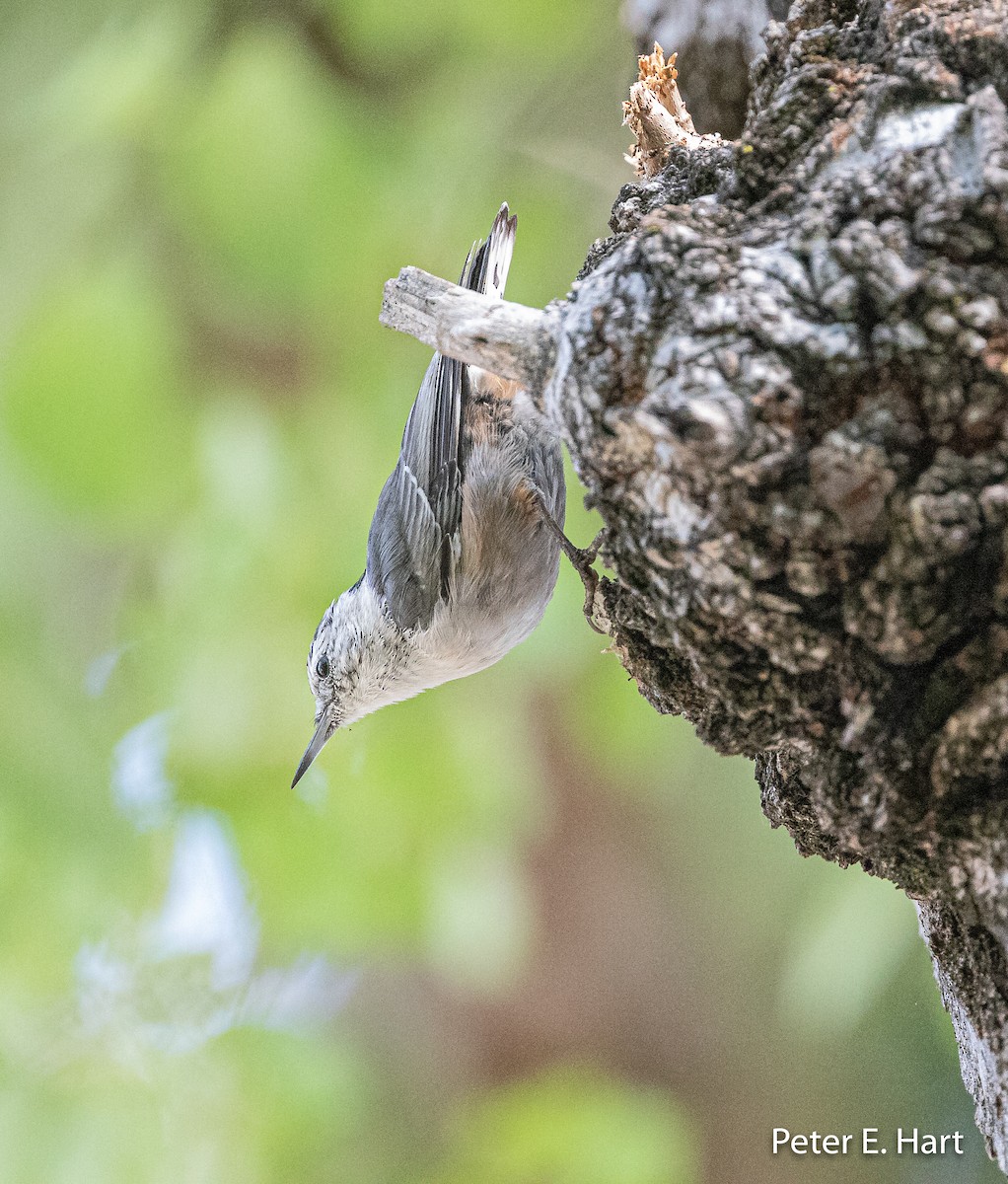 White-breasted Nuthatch - ML251680241