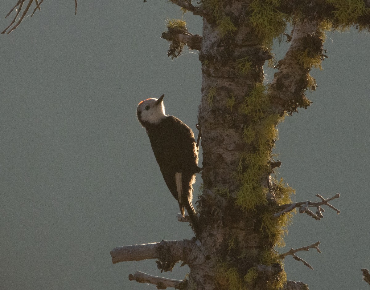 White-headed Woodpecker - ML251687531