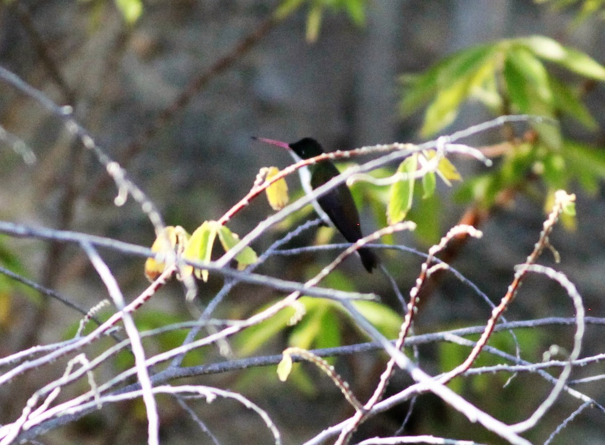 Green-fronted Hummingbird - Bradley Waggoner
