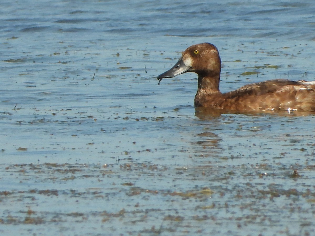 Greater Scaup - ML251694851