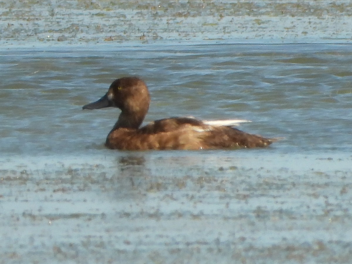 Greater Scaup - ML251694861