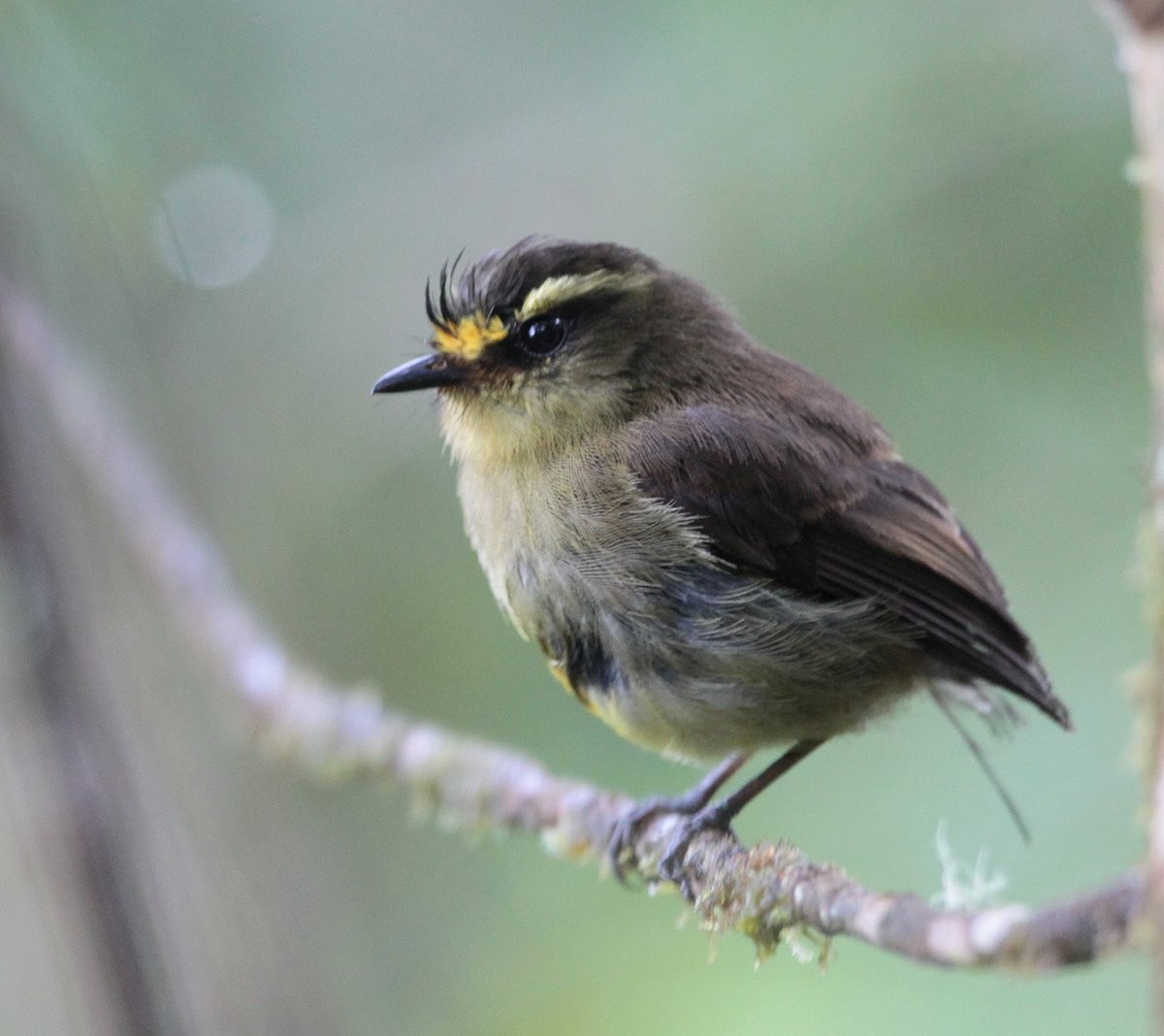 Yellow-bellied Chat-Tyrant - ML251694881