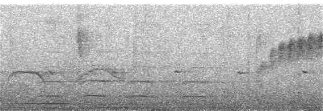 svartbrystbåtnebb - ML251699221