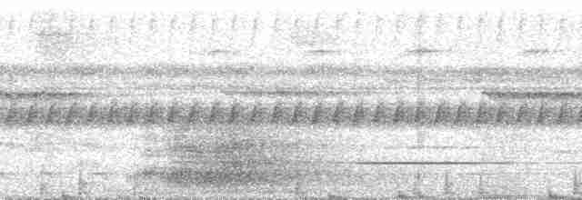 Белобрюхая гологлазка - ML251705
