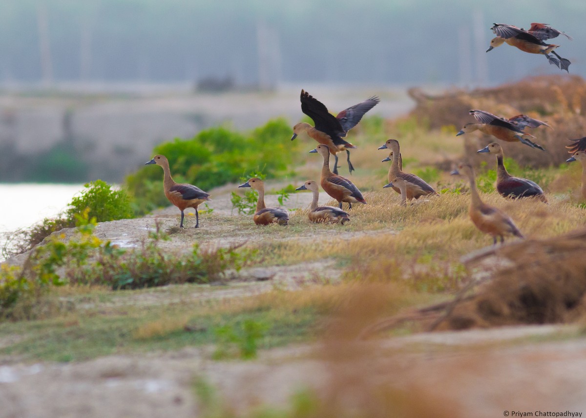 Lesser Whistling-Duck - Priyam Chattopadhyay