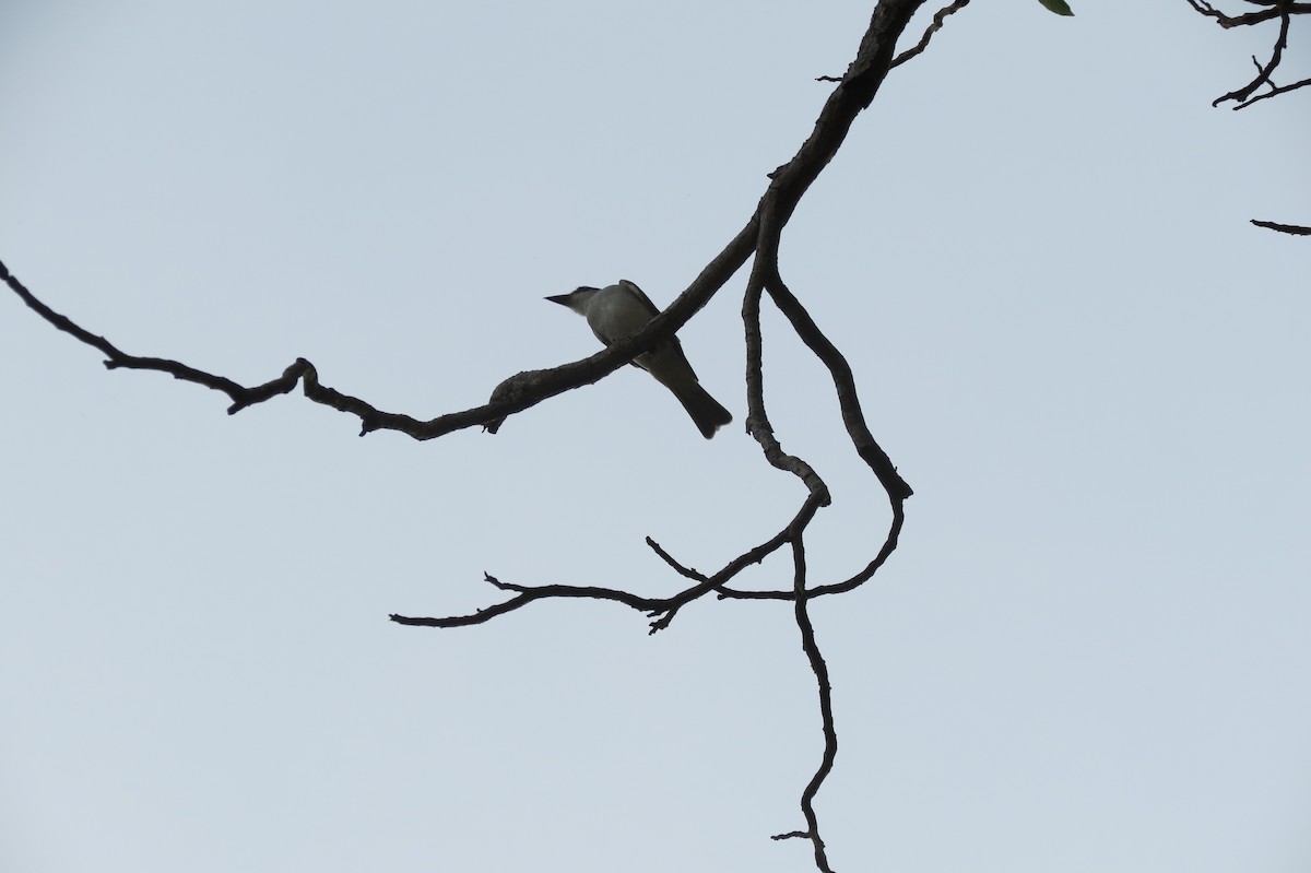 Giant Kingbird - adriana centeno