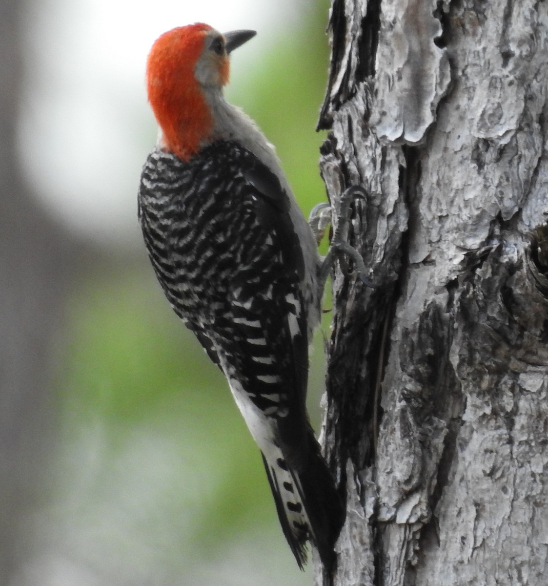 Red-bellied Woodpecker - ML251711601